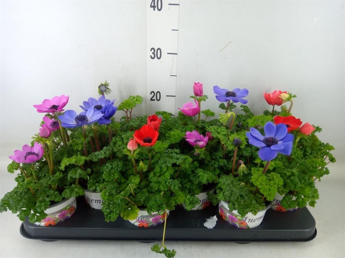 <h4>Anemone cor. 'Harmony'   ..mix</h4>