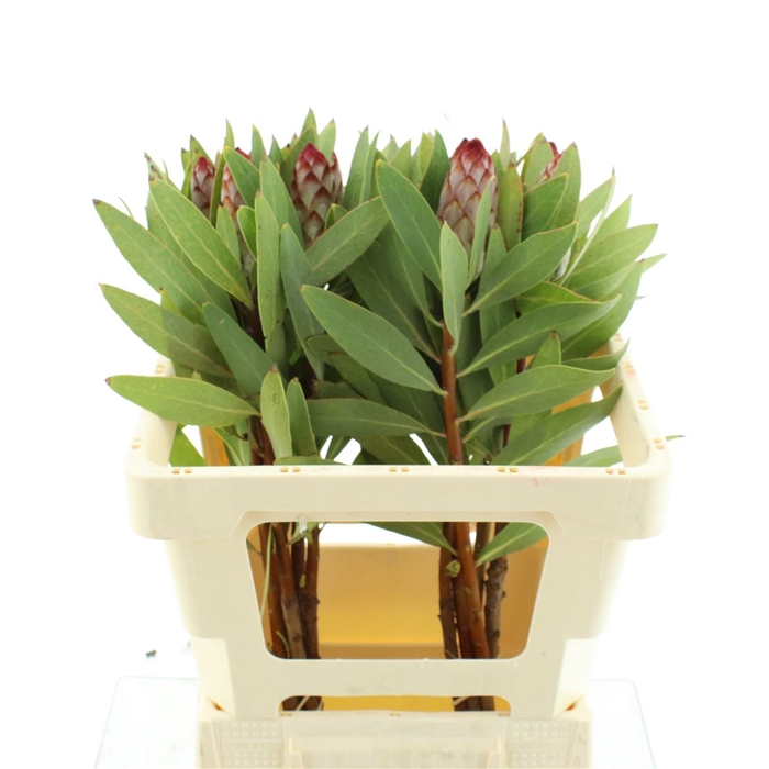 <h4>Protea Robijn</h4>