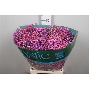 Gyps Rb Plum Punch Blossom