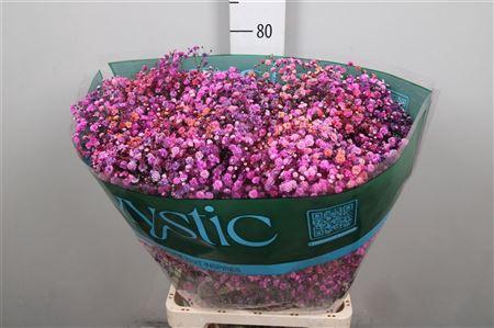 <h4>Gyps Rb Plum Punch Blossom</h4>