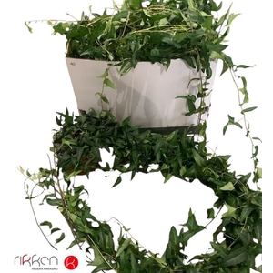 HEDERA HE GREEN 100CM