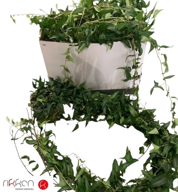 <h4>HEDERA HE GREEN 100CM</h4>