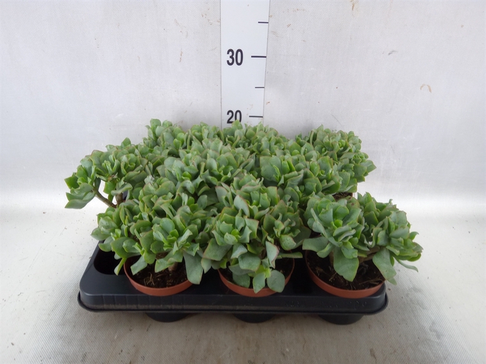 <h4>Crassula   ...</h4>