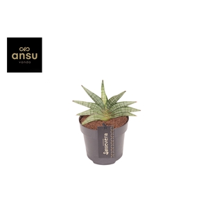 Sansevieria Inti Mini No. 1