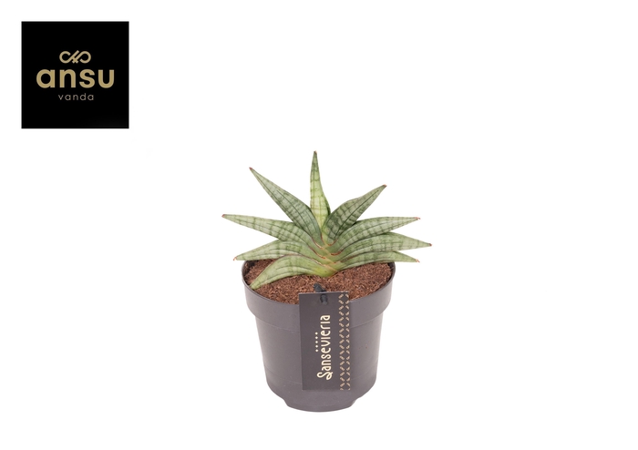 <h4>Sansevieria Inti Mini No. 1</h4>
