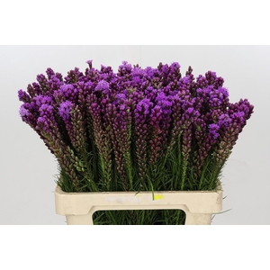 Liatris Spicata