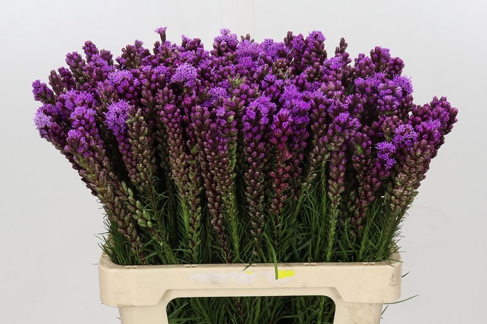 <h4>Liatris Spicata</h4>