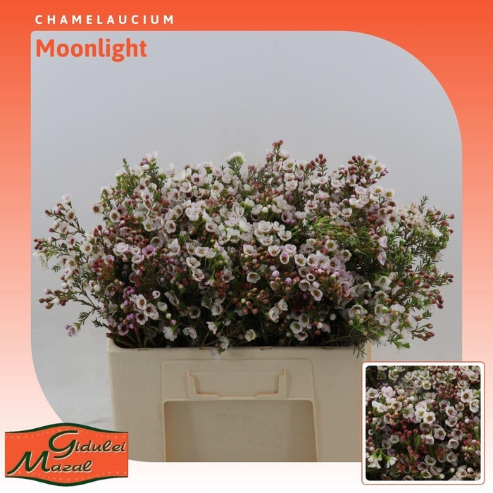 <h4>Chamelaucium Moonlight</h4>