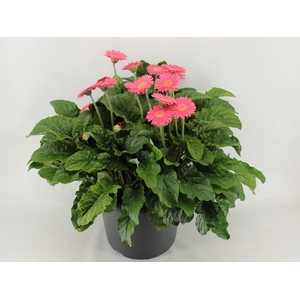 Gerbera XXXLGarvinear14+ roze