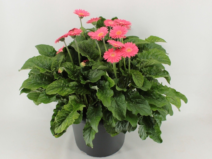 <h4>Gerbera XXXLGarvinear14+ roze</h4>