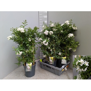 SOLANUM JASMINOIDES