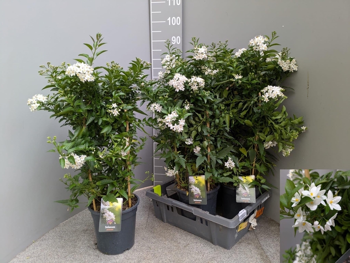 <h4>SOLANUM JASMINOIDES</h4>