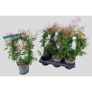 JASM POLYANTHUM WIT