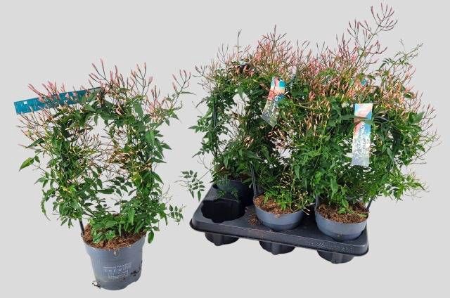 <h4>JASM POLYANTHUM WIT</h4>