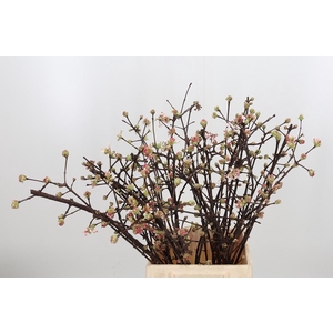 Vibur Bodn Ch Lamont