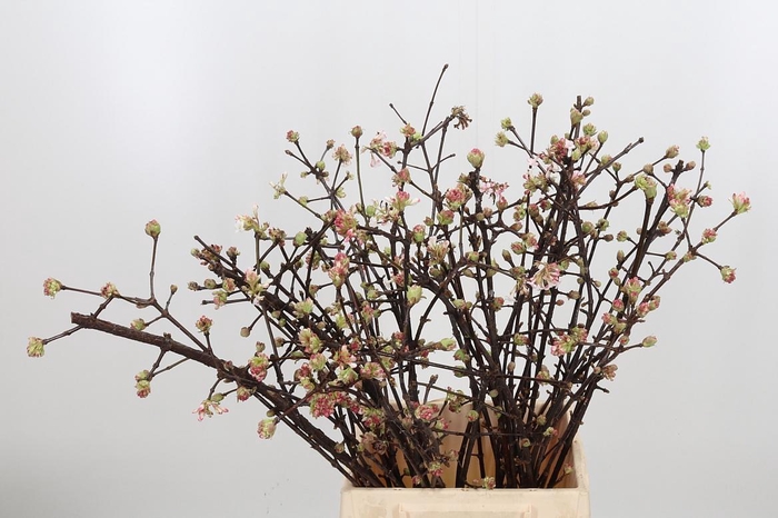 <h4>Vibur Bodn Ch Lamont</h4>