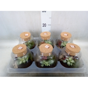 Arr.   Kamerplant Groen H%