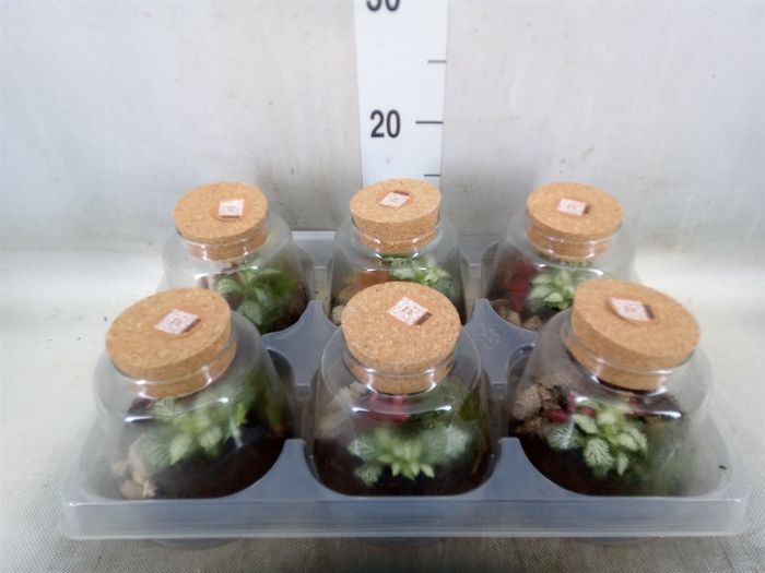<h4>Arr.   Kamerplant Groen H%</h4>