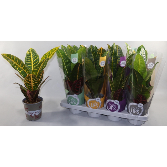 <h4>COD GR PETRA</h4>