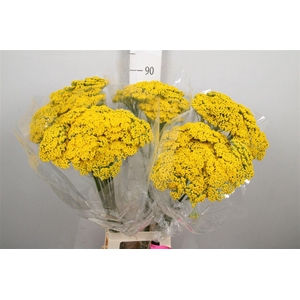 Achil F Parker Variety