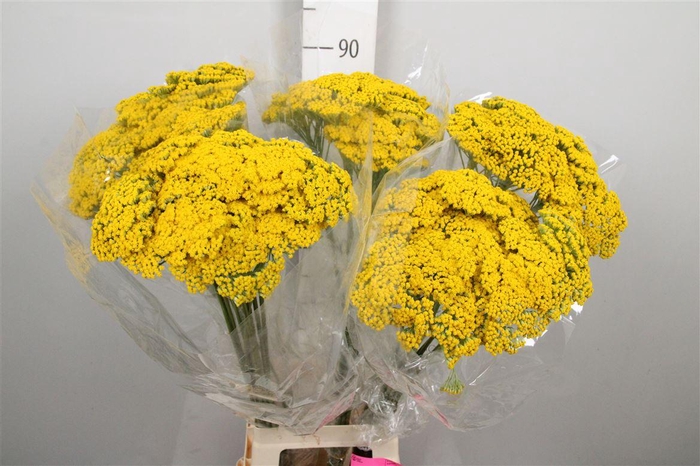 <h4>Achil F Parker Variety</h4>