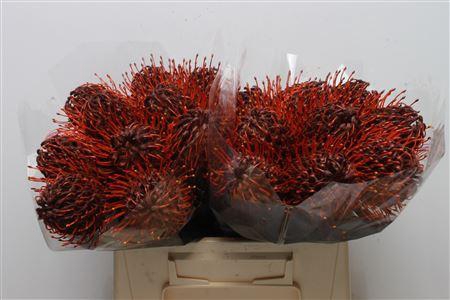 <h4>Leuco Klbh Bordeaux</h4>