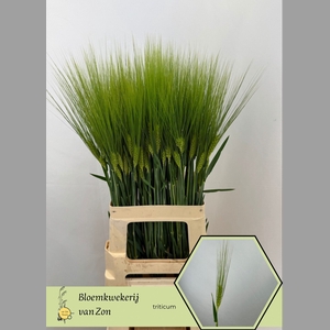 TRITICUM AESTIVUM