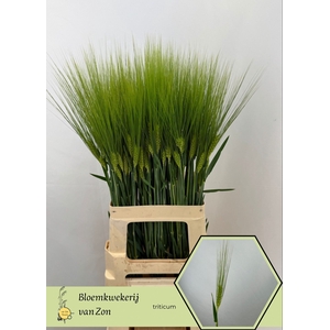 TRITICUM AESTIVUM
