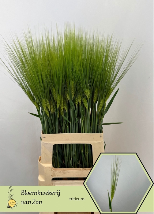 <h4>TRITICUM AESTIVUM</h4>