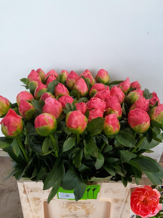 <h4>PAEO  CORAL CHARM</h4>