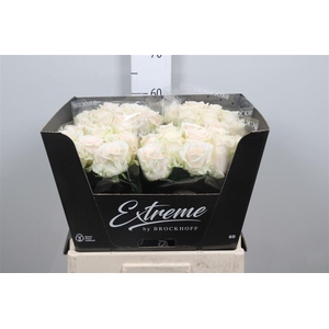 R Gr Sweet Caroline B1