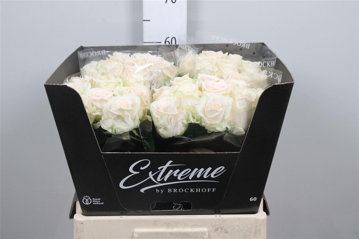 <h4>R Gr Sweet Caroline</h4>