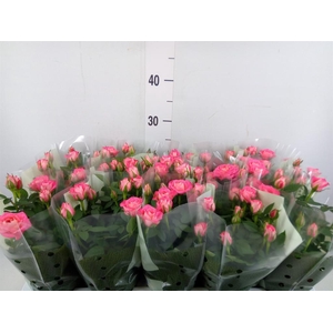 Rosa  'Fame Kordana'