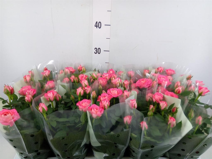 <h4>Rosa 'Fame Kordana'</h4>