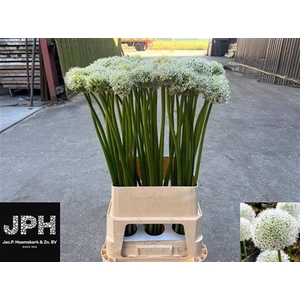 Allium White Giant
