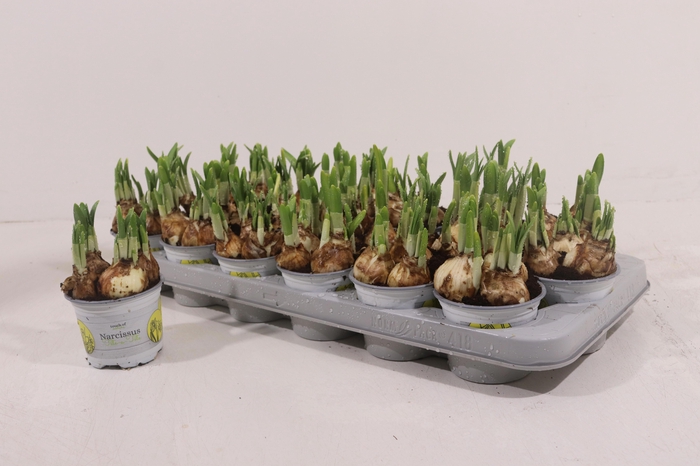 <h4>NARC O TETE A TETE</h4>