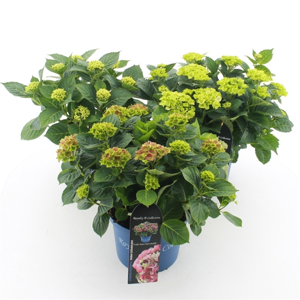 <h4>Hydrangea macr. Royalty Collection® MIX C5 (23cm.) Kn.</h4>