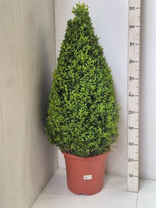 <h4>BUXU SEMPERVIRENS</h4>