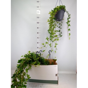 Hedera helix 'Shamrock'