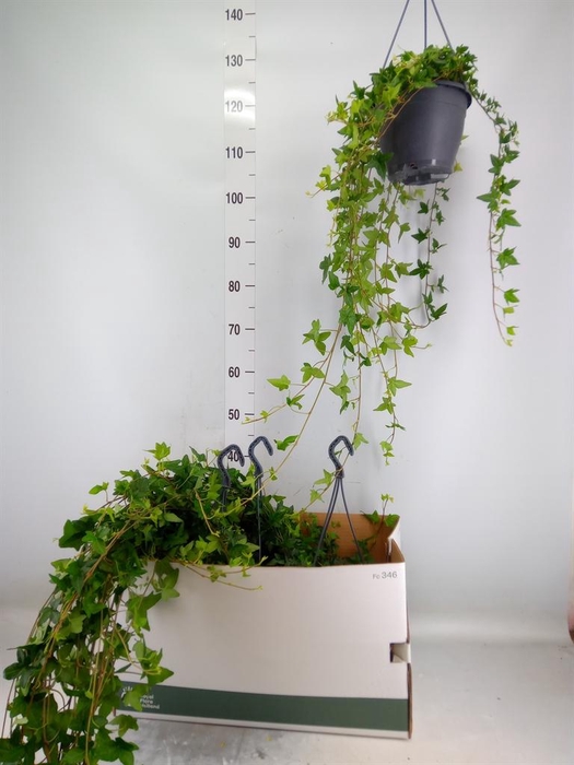 <h4>Hedera helix 'Shamrock'</h4>