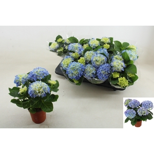 HYDR M FABOLO