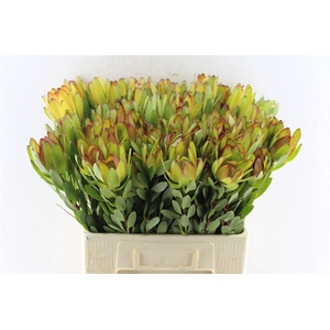 LEUCAD SAF GOLDSTRIK