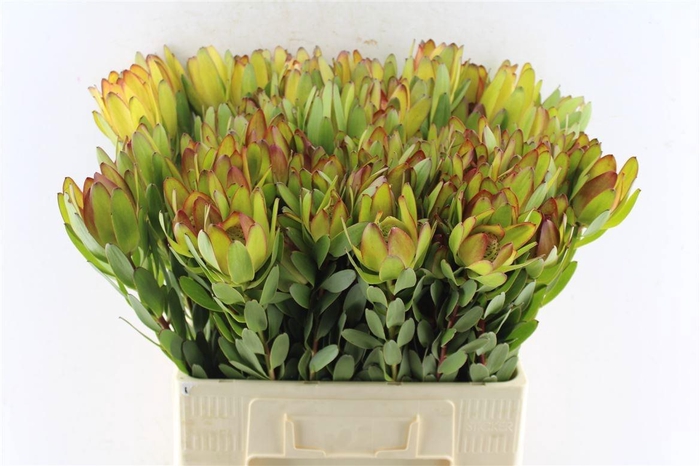 <h4>LEUCAD SAF GOLDSTRIK</h4>