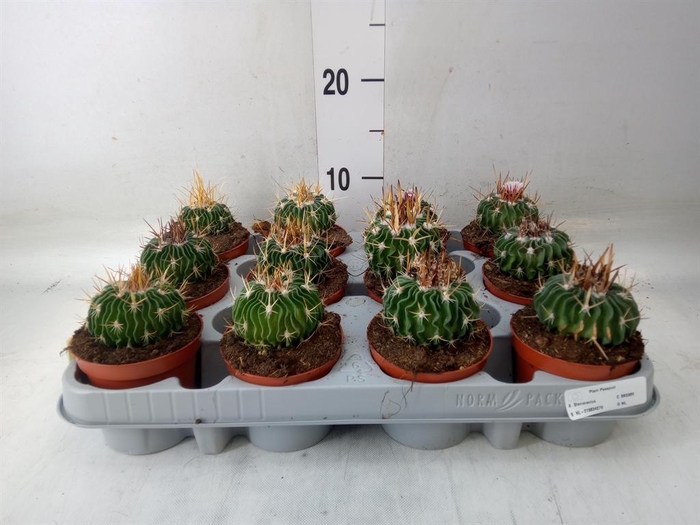 <h4>Cactus   ...</h4>