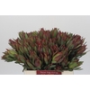 Leucadendron Highlight