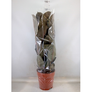 Ficus elastica 'Abidjan'