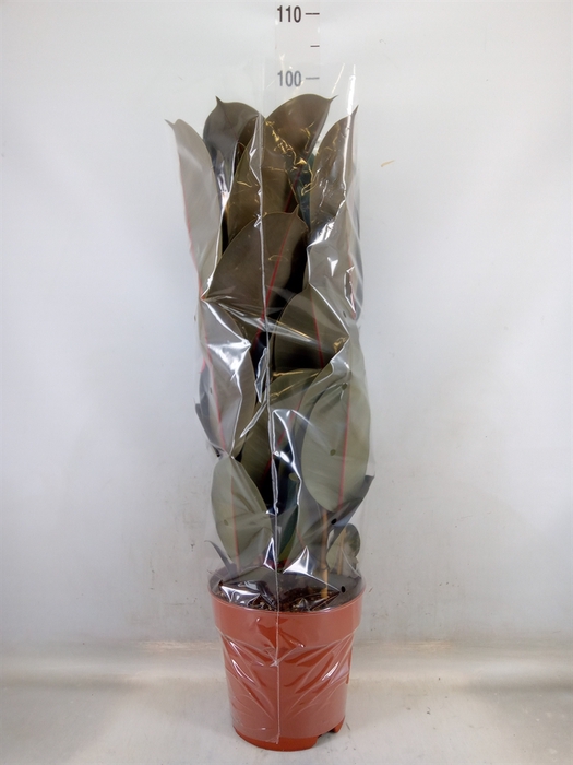 <h4>Ficus elastica 'Abidjan'</h4>