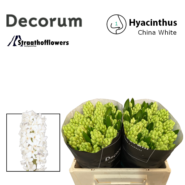 <h4>HYAC CHINA WHITE</h4>