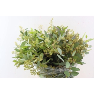 Euca Populus Berry 200gr P Bunch