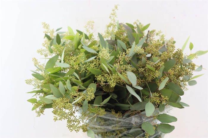 <h4>Euca Populus Berry 200gr P Bunch</h4>